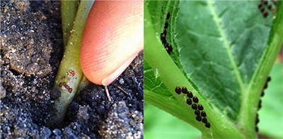 Squash Vine Borer Biology And Management MSU Extension   SquashBugvsSquashVineBorer 